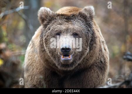 Portrait d'ours brun en gros plan. Danger animal dans l'habitat de la nature. Grand mammifère. Scène de la faune Banque D'Images