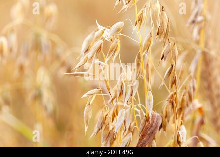 Épis d'avoine simples, récoltes poussant sur le terrain, macro, épillets d'avoine d'or mûr frais dans le détail de gros plan de soleil. Concept d'agriculture, agriculture, alimentation Banque D'Images