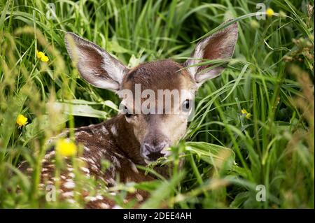 Red Deer (Cervus elaphus, fauve portant sur l'herbe haute Banque D'Images