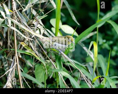 Une mise au point sélective d'un magnifique oiseau blanc qui se déforme Banque D'Images