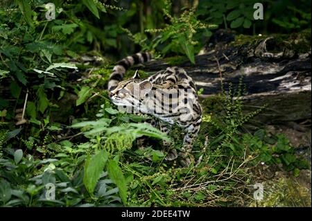 Chat Margay leopardus wiedi, adulte, Banque D'Images