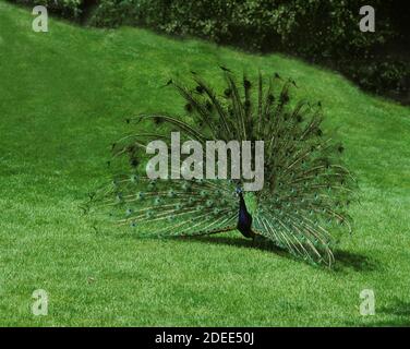 Peacock commun, pavo statut, Homme présentant ses plumes bronzées, montrant son plumage Banque D'Images