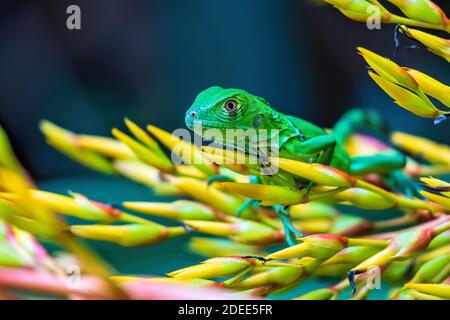 Petit iguana vert juvénile (iguana iguana) - Davie, Floride, États-Unis Banque D'Images