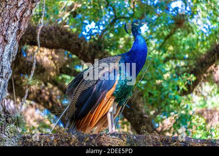 Paon indien (Pavo cristatus) perlé sur une branche de chêne Banque D'Images