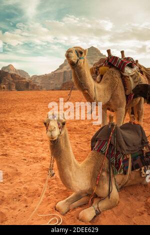 Les chameaux attendent un voyage mémorable dans le Wadi Désert de rhum Banque D'Images