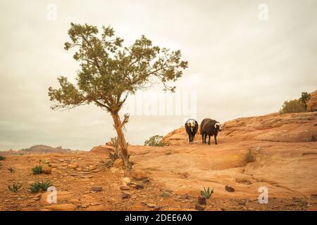 Deux moutons dans les montagnes de Jordanie sur un ciel nuageux jour Banque D'Images