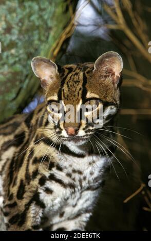 Chat Margay leopardus wiedi, Portrait d'adulte, Banque D'Images