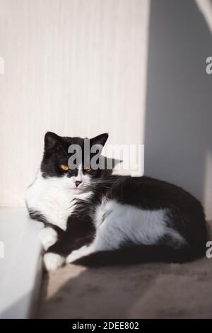 Drôle mignon chat Tuxedo noir et blanc couché dans le soleil sur une couverture souple près de la fenêtre sur le rebord de la fenêtre et regarder à l'appareil photo Banque D'Images