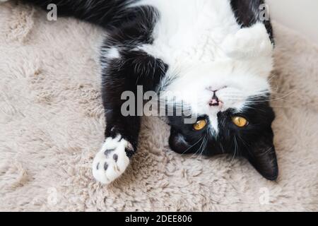 Drôle mignon chat Tuxedo noir et blanc couché dans le soleil sur une couverture souple près de la fenêtre sur le rebord de la fenêtre et regarder à l'appareil photo Banque D'Images