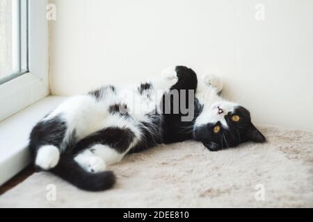 Drôle mignon chat Tuxedo noir et blanc couché dans le soleil sur une couverture souple près de la fenêtre sur le rebord de la fenêtre et regarder à l'appareil photo Banque D'Images