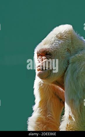 Gorille blanc, gorilla gorilla, homme appelé Snowflake ou Backstage, le Zoo de Barcelone Banque D'Images