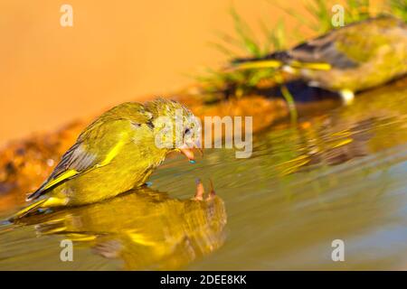 Greenfinch, Carduelis chloris, Étang forestier, Forêt méditerranéenne, Castille et Leon, Espagne, Europe Banque D'Images