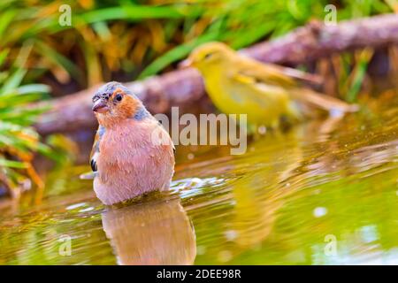 Chaffinch, Fringilla coelebs, Forest Pond, Mediterranean Forest, Castille et Leon, Espagne, Europe Banque D'Images