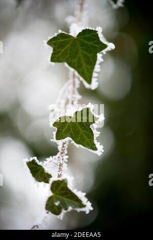 magnifique enregistrement de lierre en hiver Banque D'Images