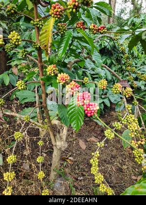 Les cerises de café mûrissent sur une plante dans une plantation de café En Inde Banque D'Images