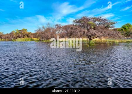 Zones humides d'Okavango, delta d'Okavango, site du patrimoine mondial de l'UNESCO, zones humides Ramsar, Botswana, Afrique Banque D'Images