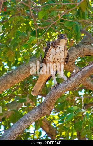 Crested Hawk Eagle, Changable Hawk Eagle, Nisaetu cirratus, parc national d'Udawalawe, Sri Lanka, Asie Banque D'Images