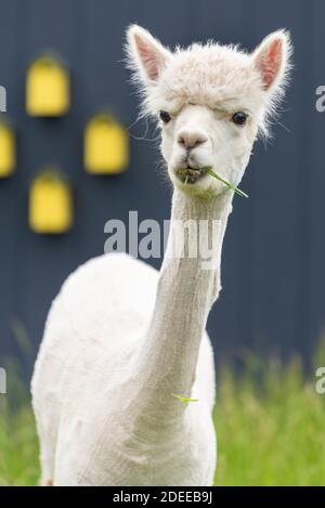 un lama blanc raque cud dans un champ Banque D'Images