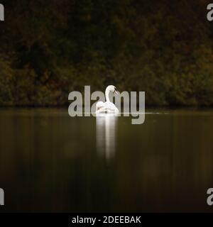 Reflet d'un cygne sur un lac boisé lors d'une sombre journée luguinale. Banque D'Images