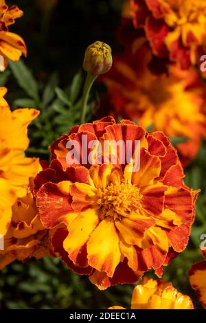 Le Marigold, un petit peu dépeint, se blogue en gros plan sur un portrait floral naturel Banque D'Images