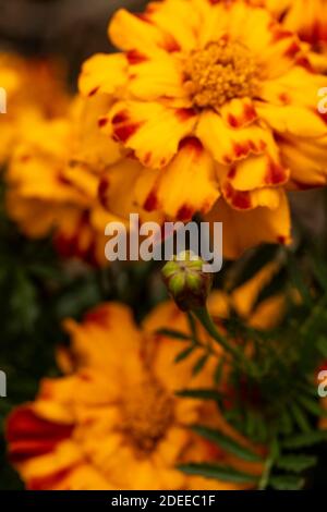 Le Marigold, un petit peu dépeint, se blogue en gros plan sur un portrait floral naturel Banque D'Images