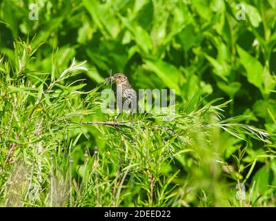 Oiseau noir à aigle rouge oiseau femelle avec insecte dans la bouche perchée Une tige verte en plein soleil Banque D'Images