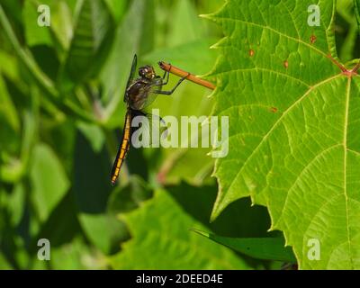 SaddleBags noirs femelles (Tramea lacerata) Dragonfly est accroché à Green Leaf dans une macro de gros plan Banque D'Images