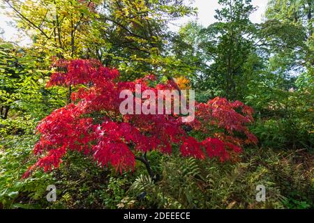 Angleterre, Surrey, Guildford, RHS Wisley, couleurs d'automne Banque D'Images