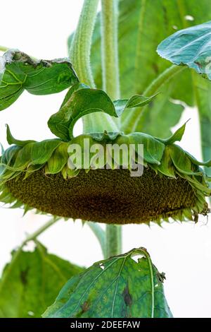 Tournesol avec graines mûres dans le jardin. Banque D'Images