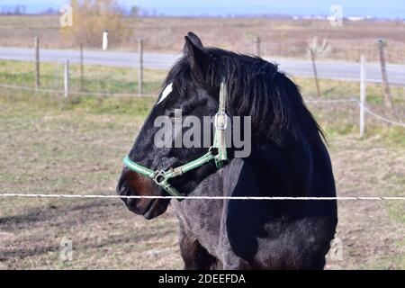 portrait de cheval noir à la lumière du soleil de l'après-midi Banque D'Images