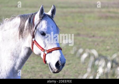 tête de cheval blanche, cheval dans un champ. Banque D'Images