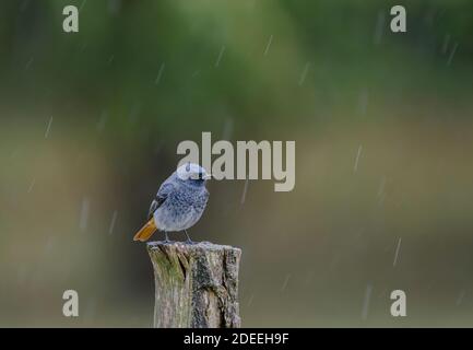 Redstart noire masculine perchée sur un pieu sous la pluie Banque D'Images