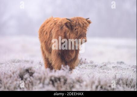 Scottish Highland Bull dans un champ avec gel sur le herbe Banque D'Images