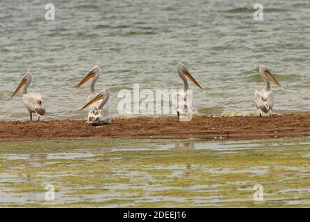 Dalmatien Pelican (Pelecanus crispus)cinq reposant sur une barre de sable province d'Almaty, Kazakhstan Mai Banque D'Images