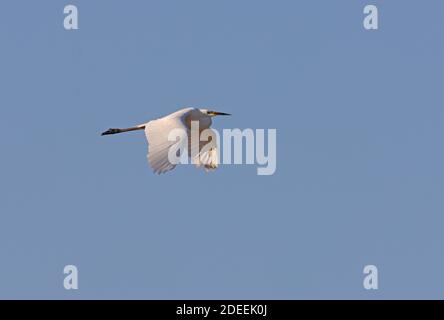 Grand Egret (Egretta alba) adulte en vol dans la province d'Almaty, Kazakhstan Juin Banque D'Images