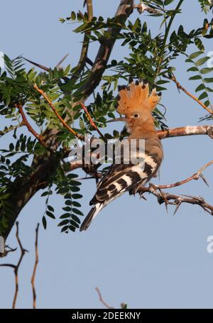 Hoopoe (Upupa epops epops) adulte perchée dans un arbre avec cimier élevé Lac Balkhash, Kazakhstan Juin Banque D'Images