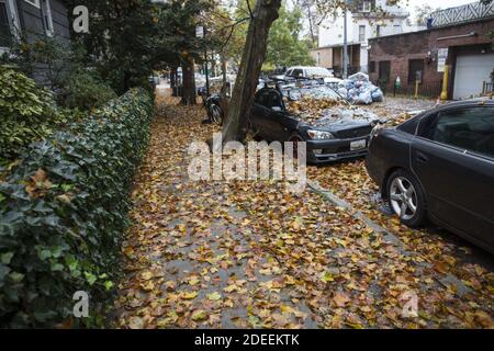 Les feuilles d'automne couvrent les trottoirs des rues résidentielles bordées d'arbres dans de nombreux quartiers de Brooklyn, New York. Banque D'Images