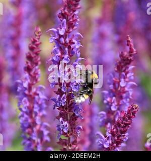 abeille noire et jaune avec une queue blanche brillante collecte de pollen d'une fleur pourpre Banque D'Images