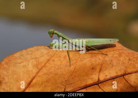 mantis dangereux prêts à chasser sur la proie de grands mantis verts à la chasse Banque D'Images