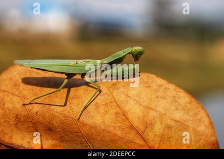 mantis dangereux prêts à chasser sur la proie de grands mantis verts à la chasse Banque D'Images