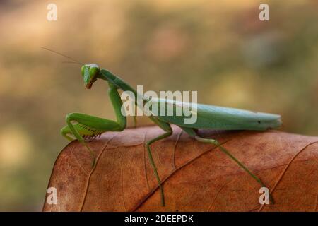 mantis dangereux prêts à chasser sur la proie de grands mantis verts à la chasse Banque D'Images