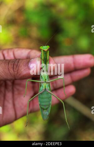 mantis dangereux prêts à chasser sur la proie de grands mantis verts à la chasse Banque D'Images