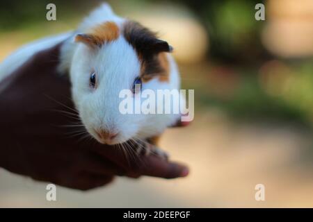 joli potrait de cobaye de la jolie petite faune de cobaye photographie joli papier peint animal hd Banque D'Images
