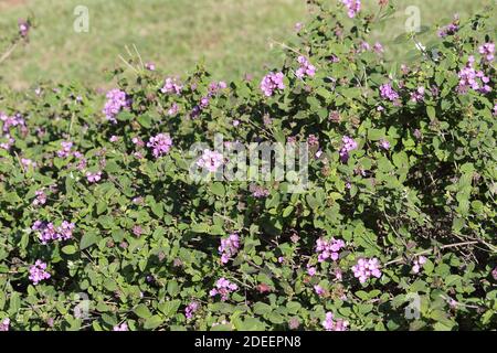 Lantana Montevidensis. Banque D'Images