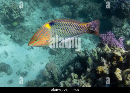 Damier Wrasse (Halichoeres hortulanus) en Mer Rouge. Poissons tropicaux lumineux dans l'océan, eaux turquoise claires près d'un récif de corail. Gros plan, côté vi Banque D'Images