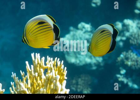 Paire de butterflyfish à queue noire (Chaetodon austriacus) au-dessus d'un récif de corail, bleu clair. Deux poissons tropicaux colorés à rayures noires et jaunes Banque D'Images