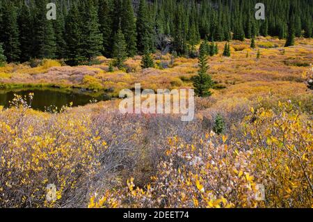 Guanella Pass Road près de Denver Colorado en automne Banque D'Images