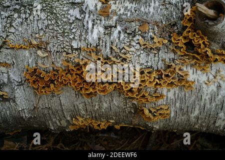 Champignons de la croûte de rideau poilue Stereum hirsutum poussant sur une bûche de bouleau. Banque D'Images