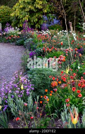 Geum rubin,geum,fleurs rouges,fleurs,Floraison,Lunaria annua Chedglow,honnêteté annuelle,double tulipes orange,tulipa,violet honnêteté,,mélange,mixte,combinaison Banque D'Images