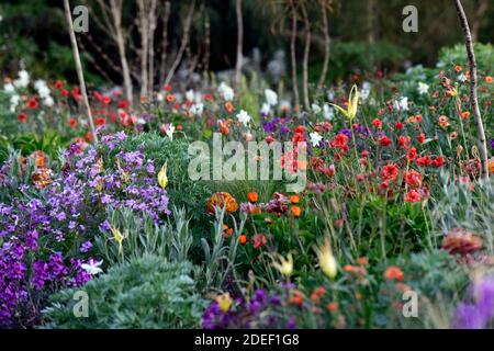 Lunaria annua Chedglow, l'honnêteté annuelle, l'honnêteté pourpre, rose crémeux double tulipe, rouille orange double tulipes,tulipes,tulipa,mélange,mixte,combinaison,lit,bordure Banque D'Images